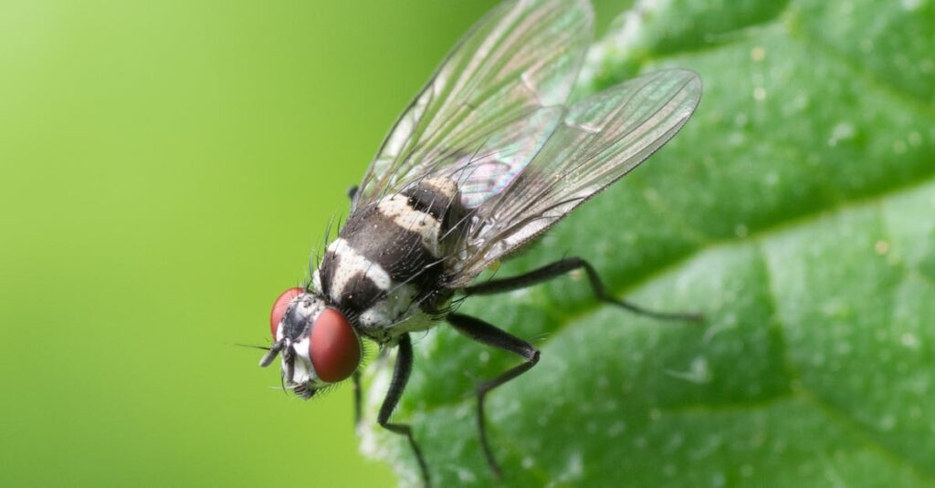 mouche signification spirituelle