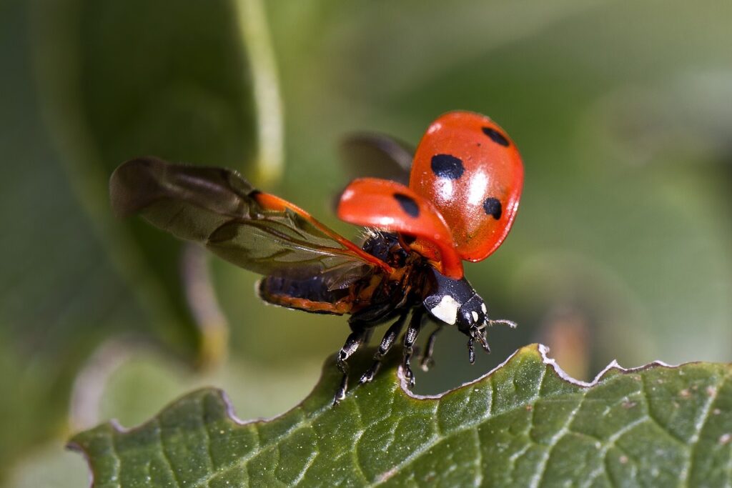 coccinelle signification