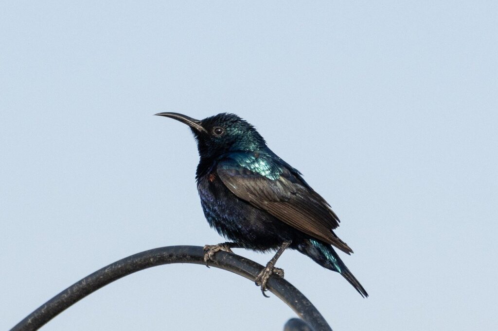 oiseaux signification spirituelle