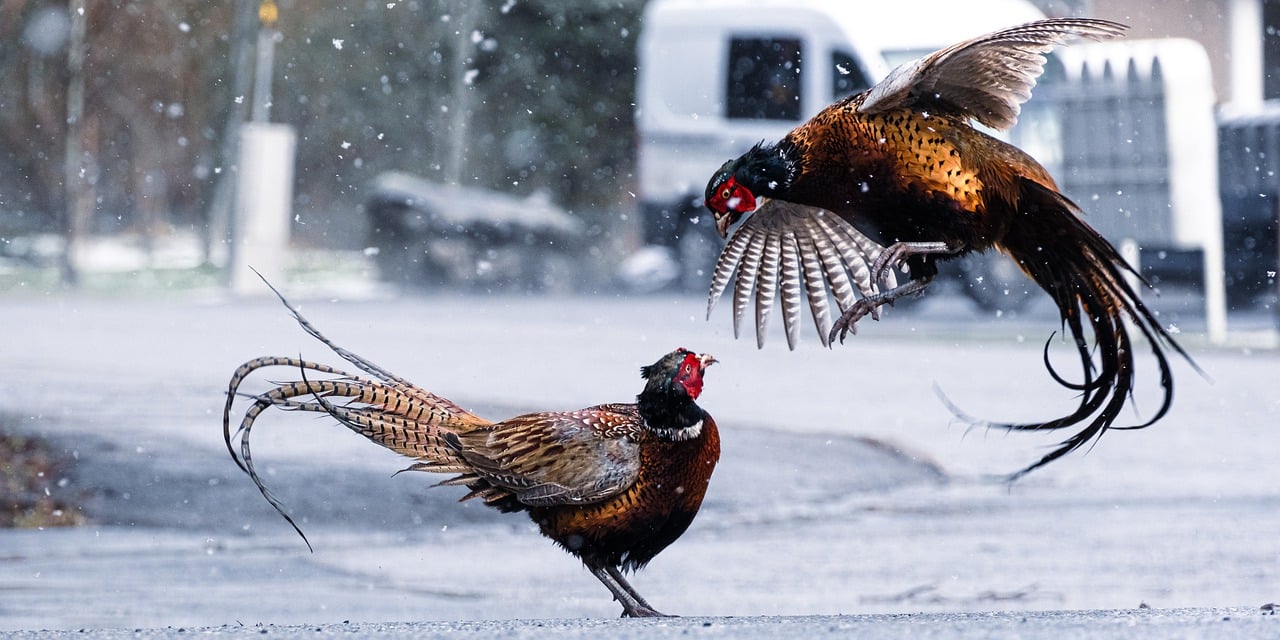 Signification des oiseaux qui croisent votre chemin : Le faisan