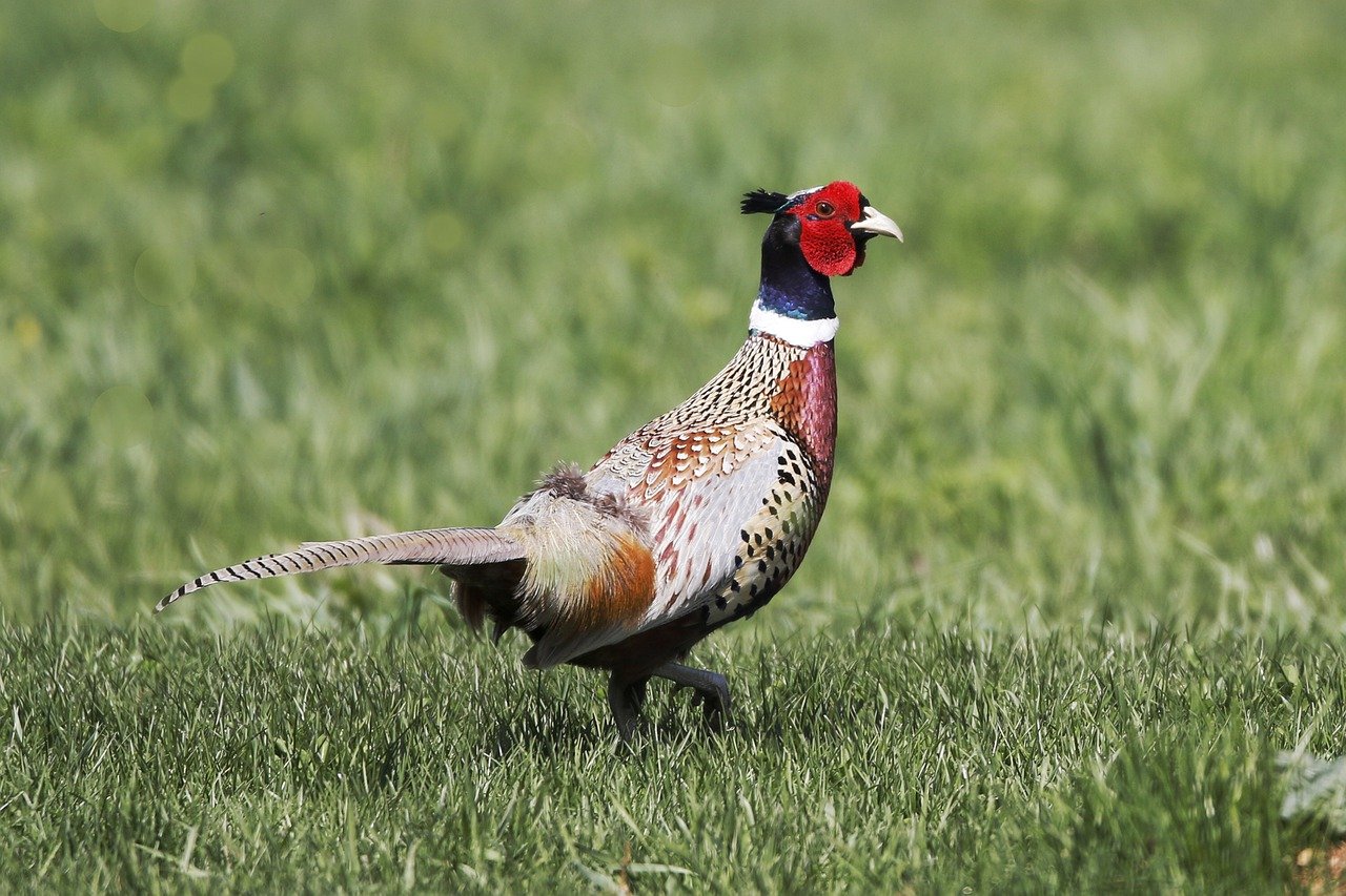 Signification des oiseaux qui croisent votre chemin : Le faisan