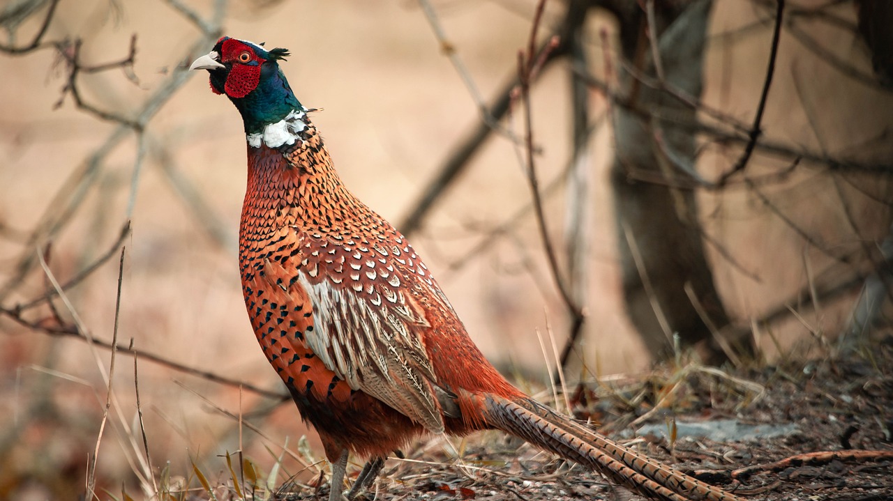 Signification Des Oiseaux Qui Croisent Votre Chemin Le Faisan