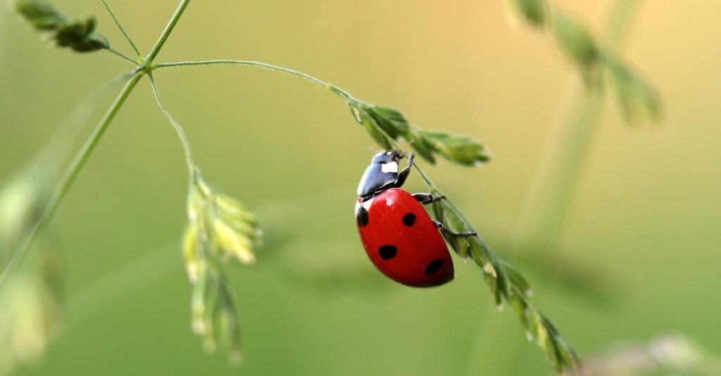 coccinelle dans la maison signification spirituelle