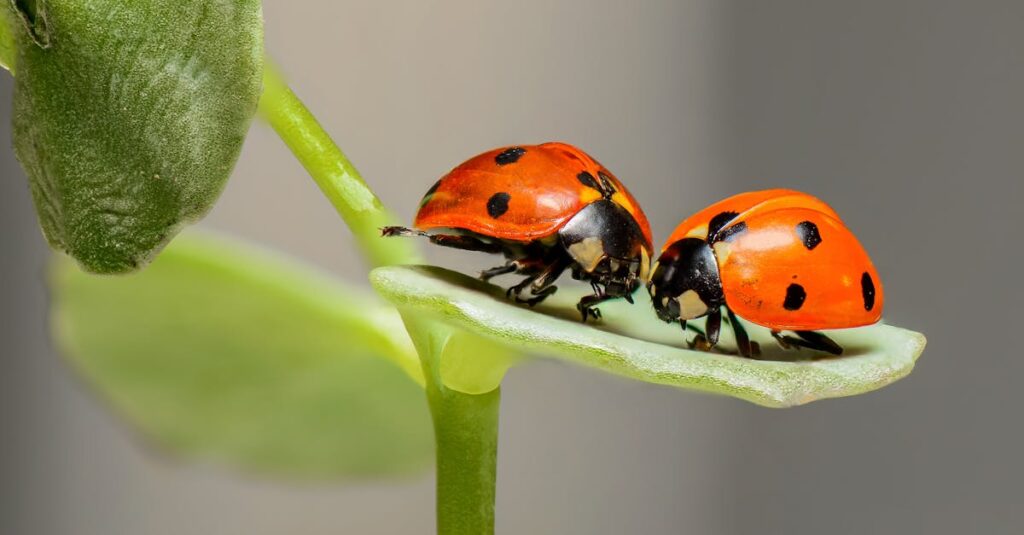 coccinelle dans la maison signification spirituelle