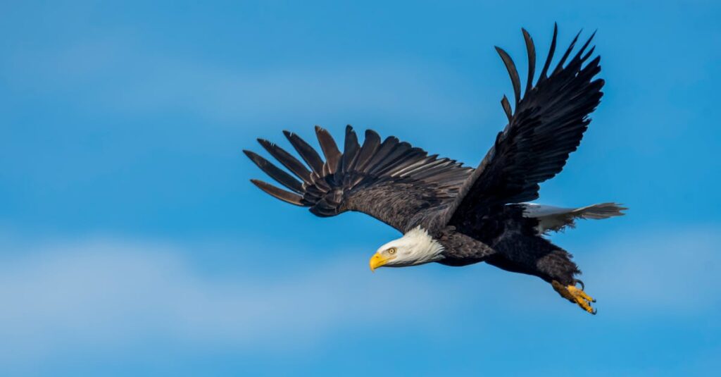 aigle
