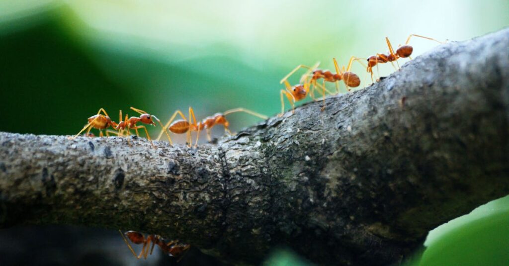invasion de fourmis signification spirituelle