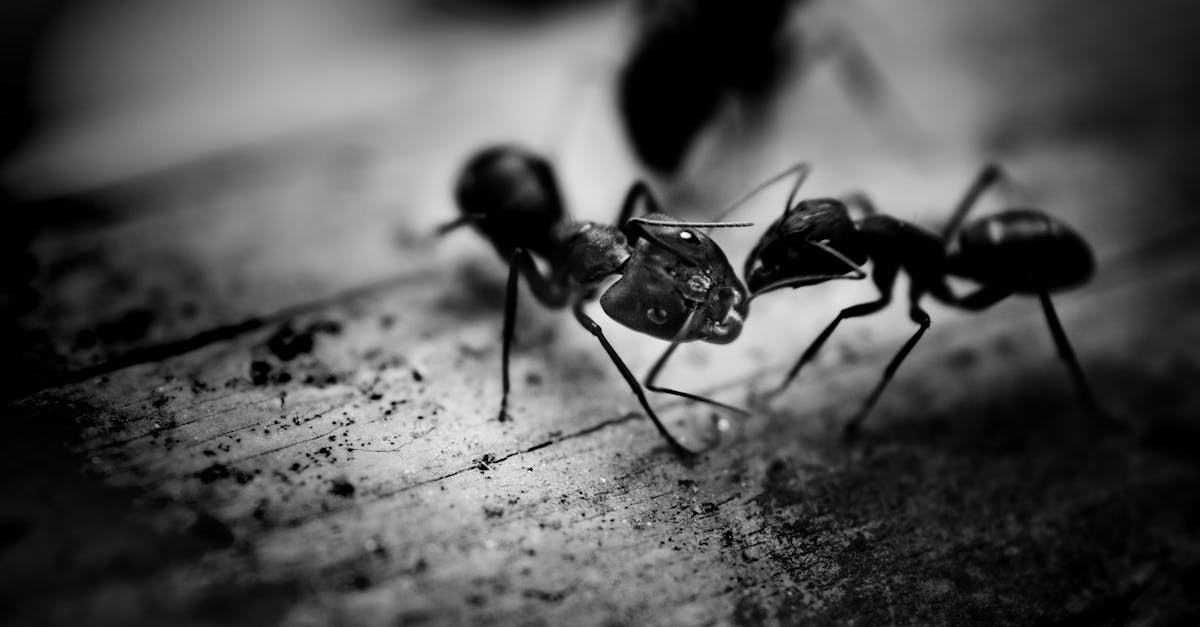 Fourmis dans la maison Signification spirituelle